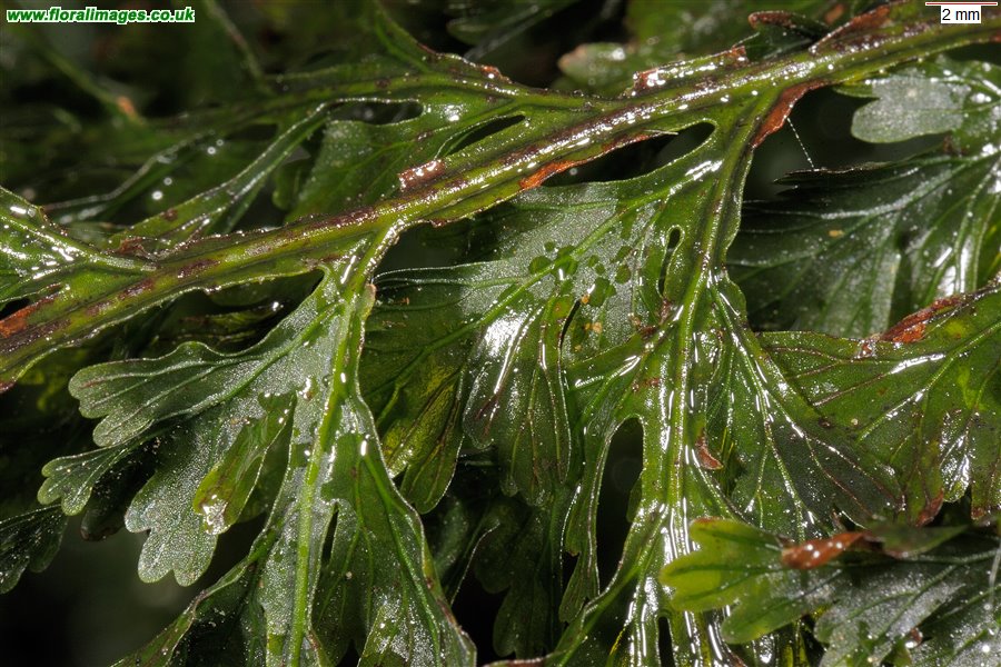 Trichomanes speciosum