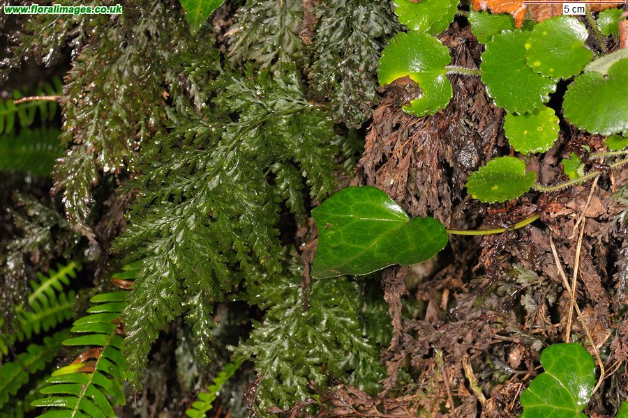 Trichomanes speciosum