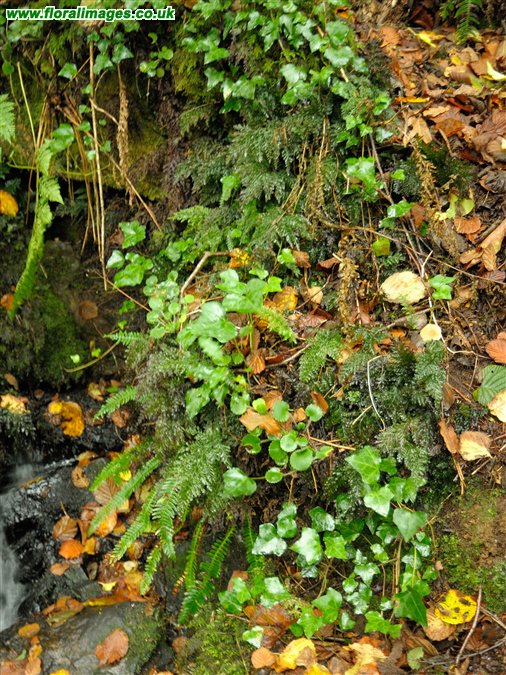 Trichomanes speciosum