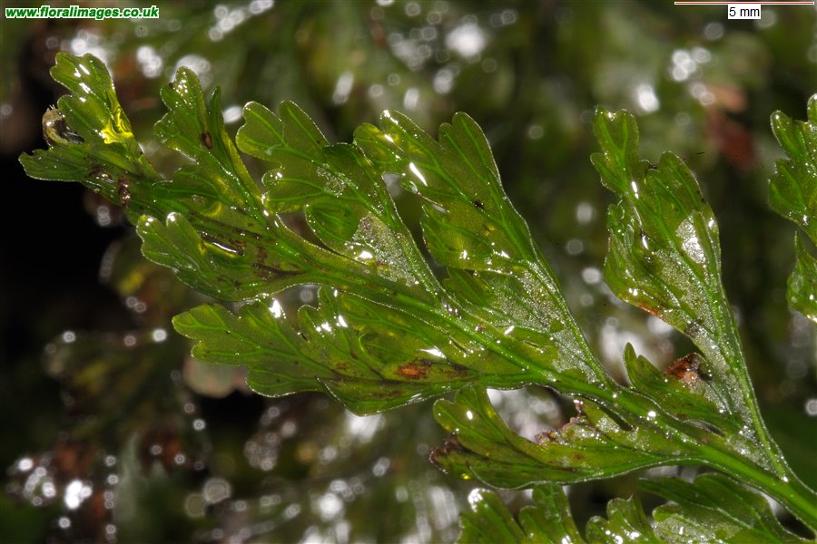 Trichomanes speciosum