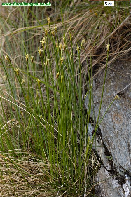 Trichophorum germanicum