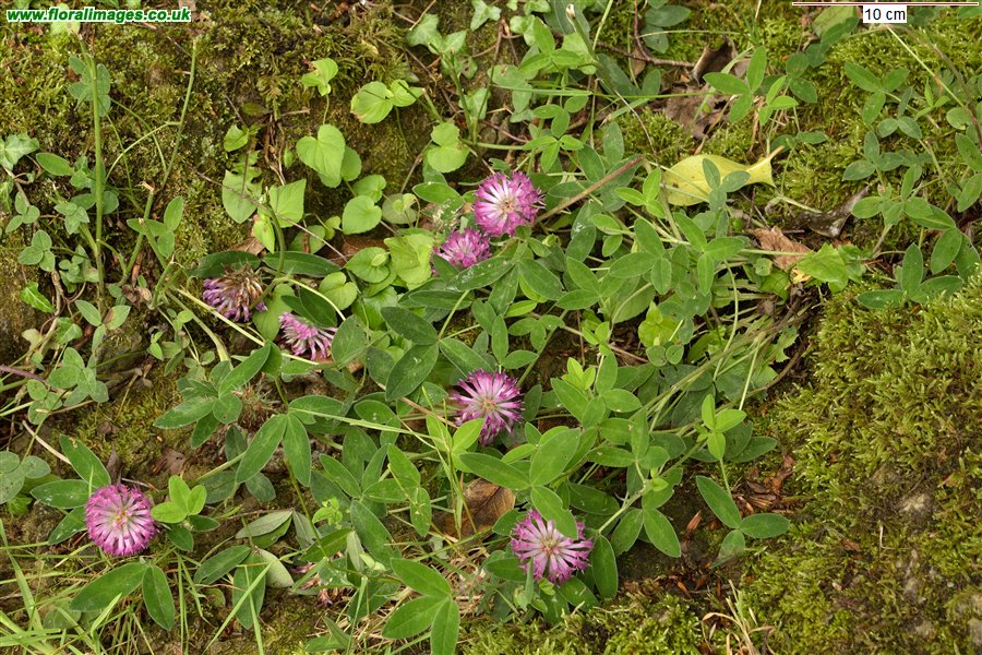 Trifolium medium