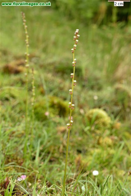 Triglochin palustris