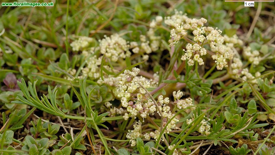 Trinia glauca