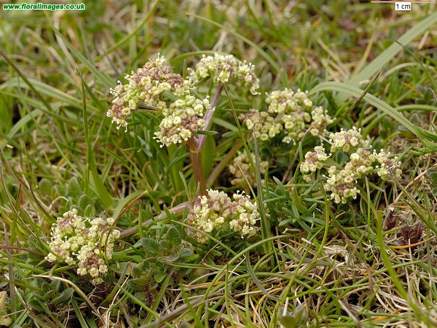 Trinia glauca