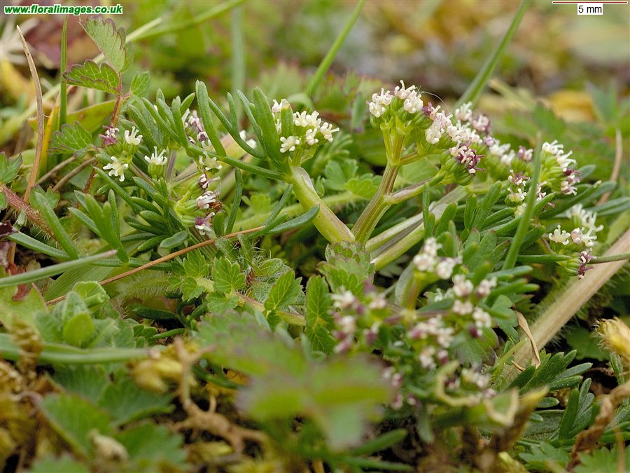 Trinia glauca