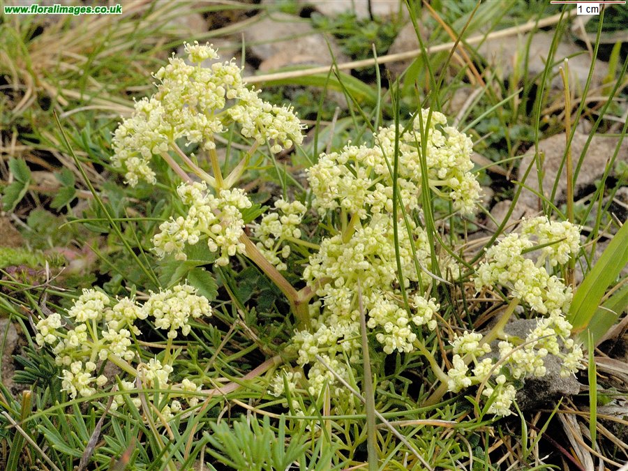 Trinia glauca