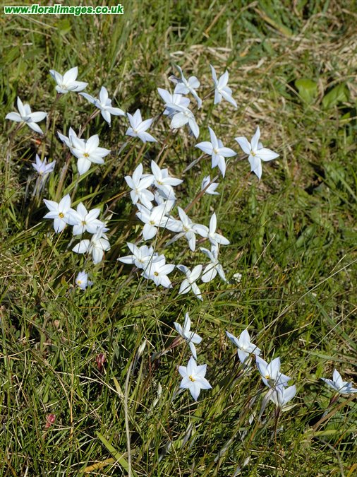 Tristagma uniflorum