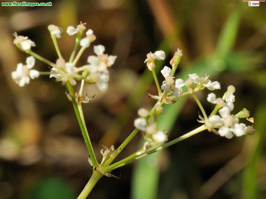 Trocdaris verticillata