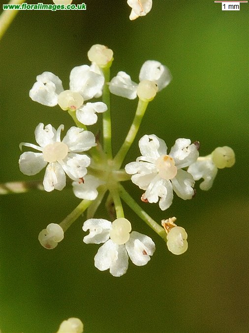 Trocdaris verticillata