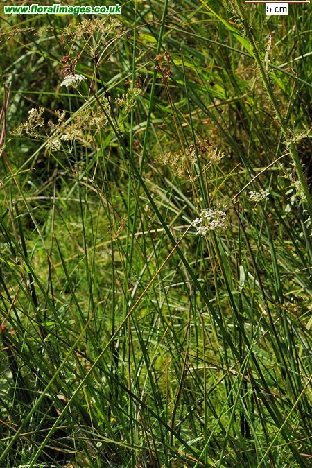 Trocdaris verticillata