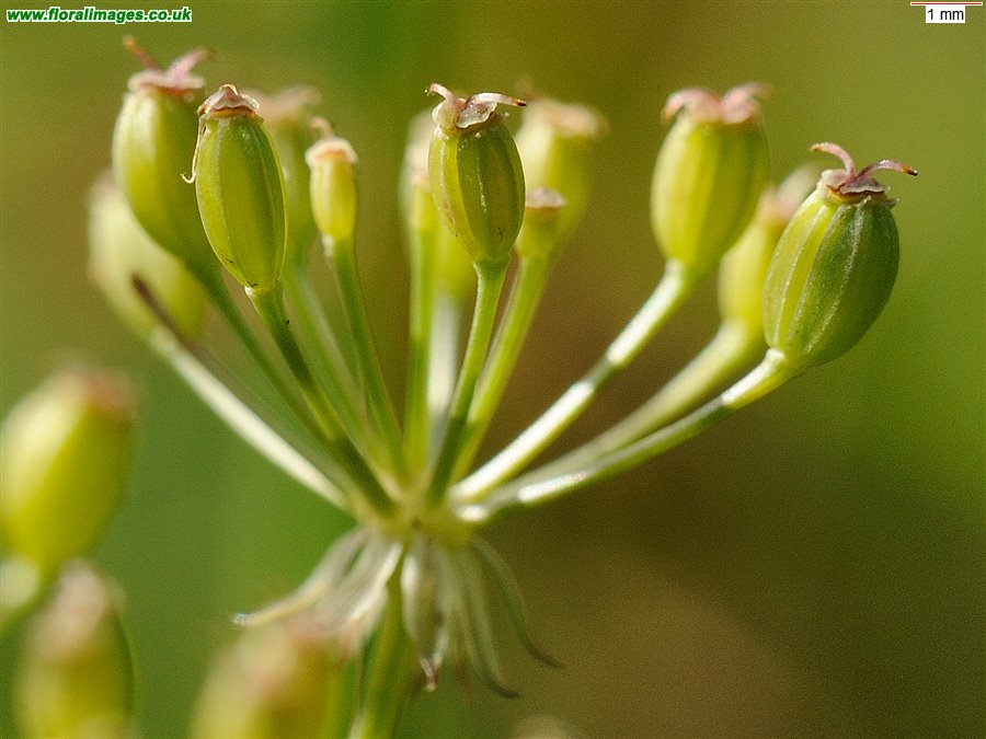 Trocdaris verticillata