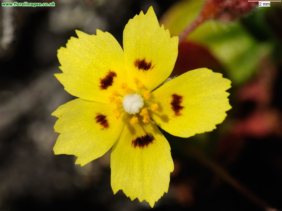 Tuberaria guttata