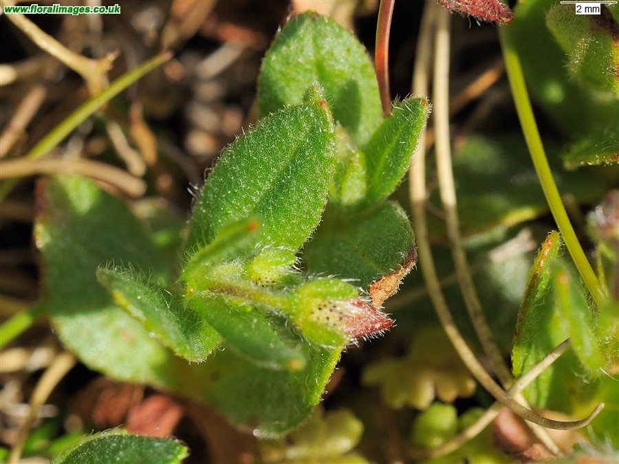 Tuberaria guttata