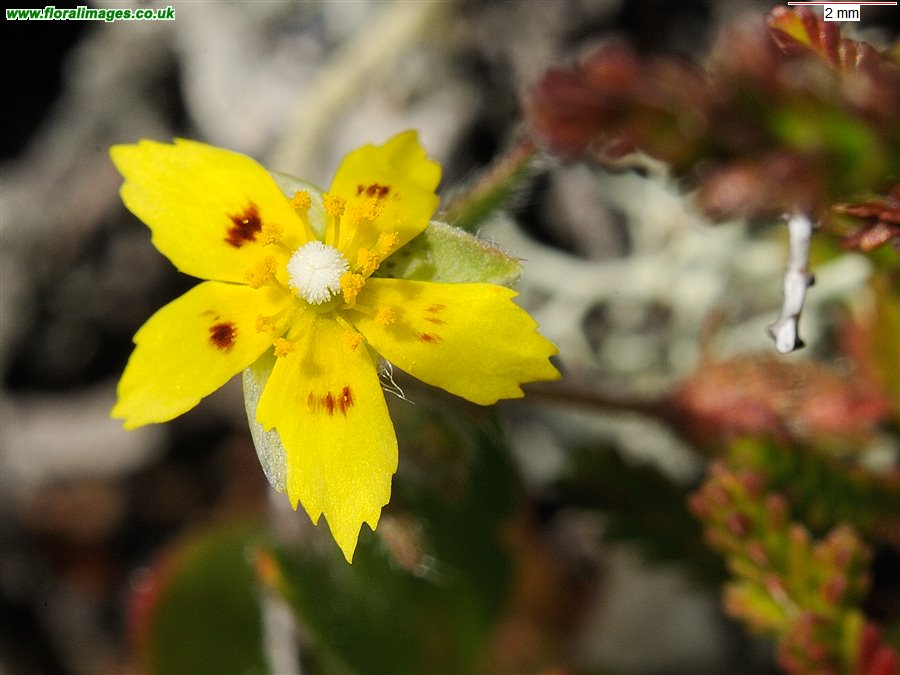 Tuberaria guttata