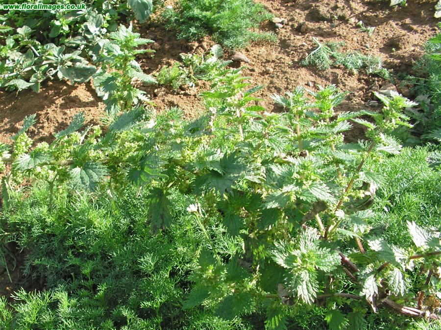 Urtica urens