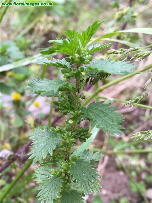 Urtica urens