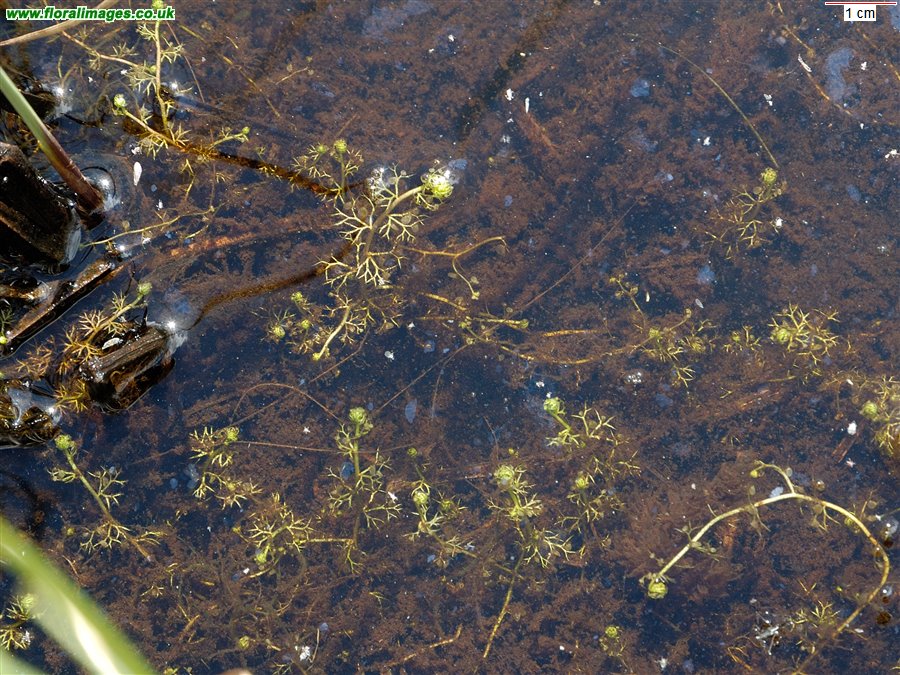 Utricularia minor