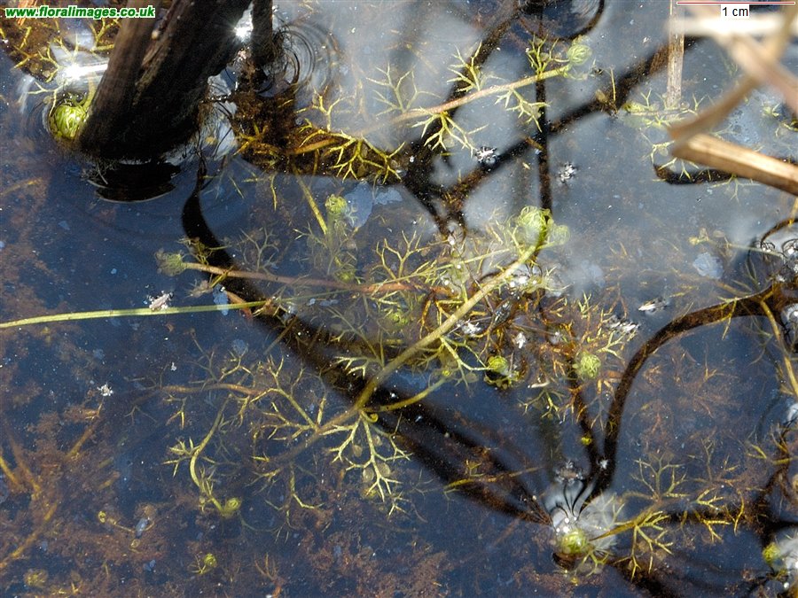 Utricularia minor