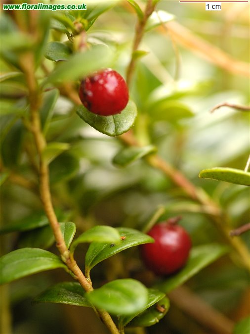 Vaccinium vitis-idaea