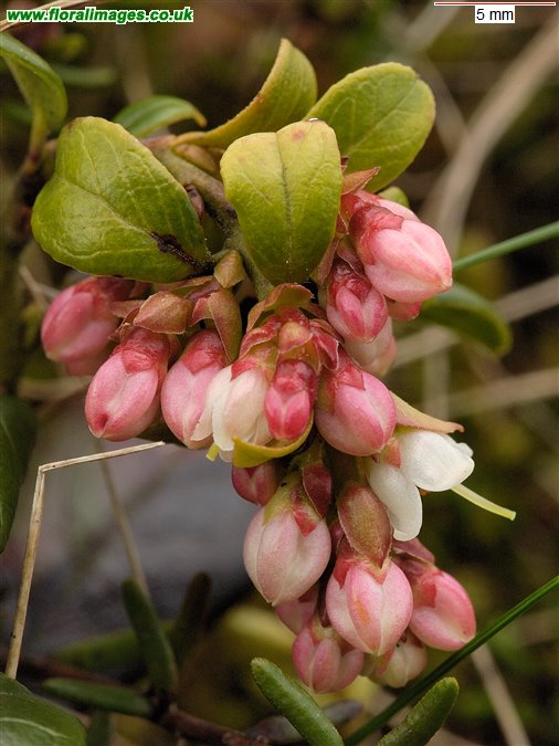 Vaccinium vitis-idaea