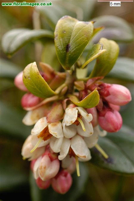 Vaccinium vitis-idaea