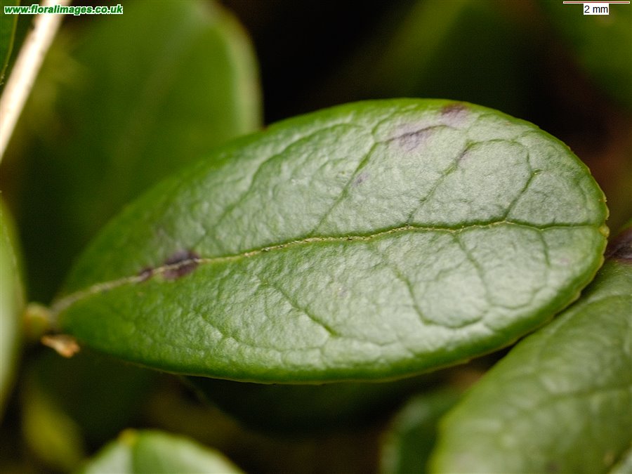 Vaccinium vitis-idaea