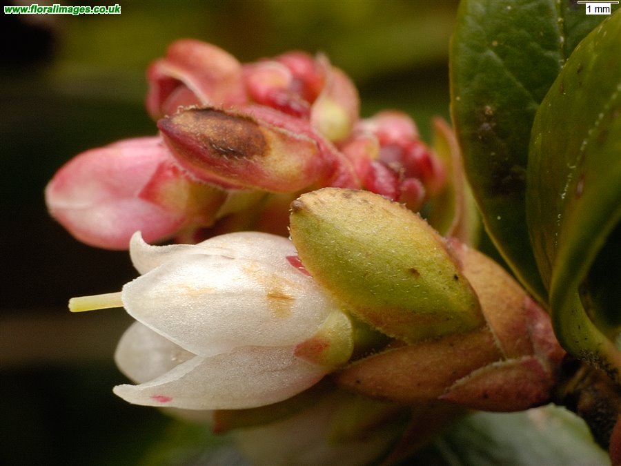 Vaccinium vitis-idaea