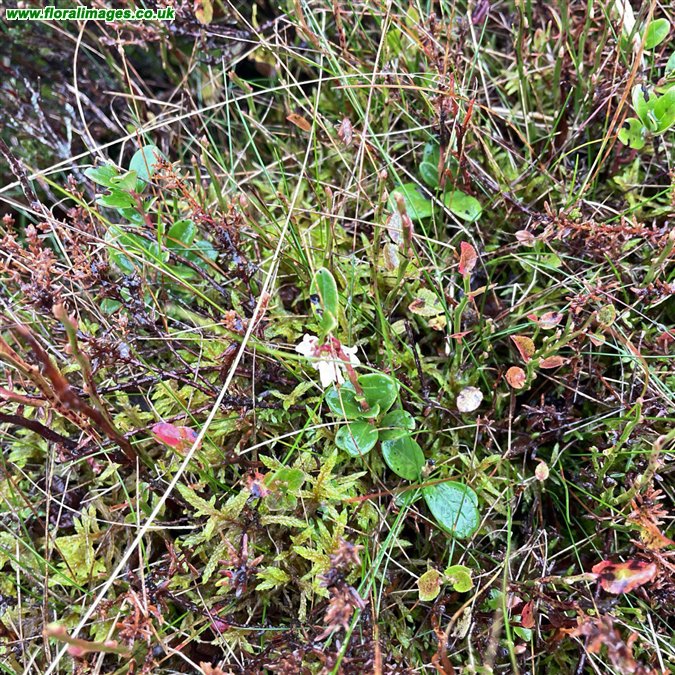 Vaccinium vitis-idaea