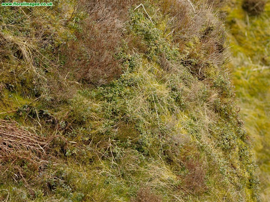 Vaccinium vitis-idaea
