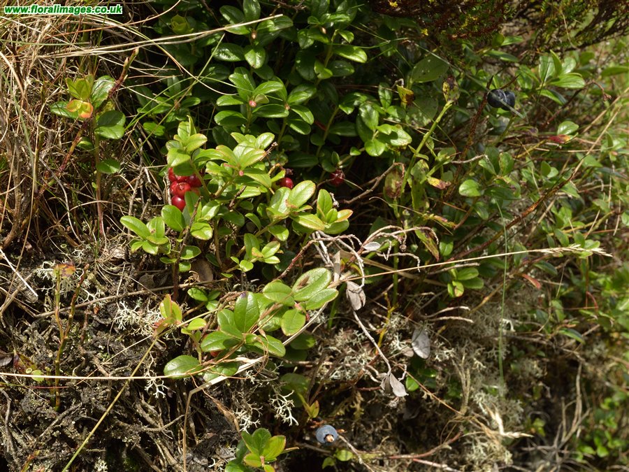 Vaccinium vitis-idaea