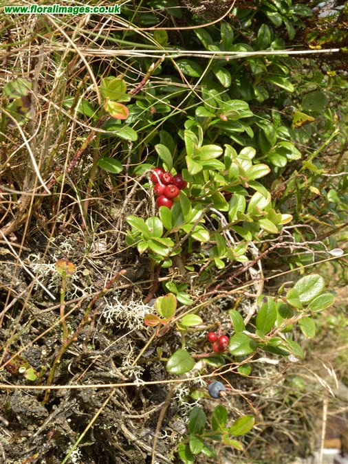 Vaccinium vitis-idaea