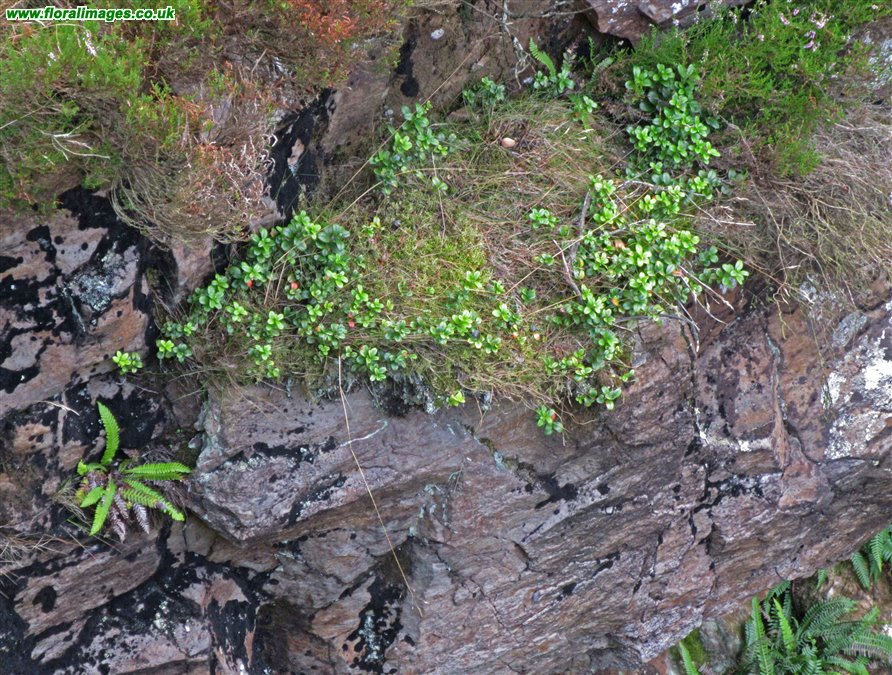 Vaccinium vitis-idaea