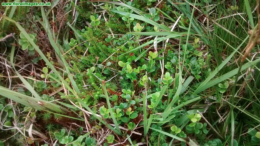 Vaccinium vitis-idaea