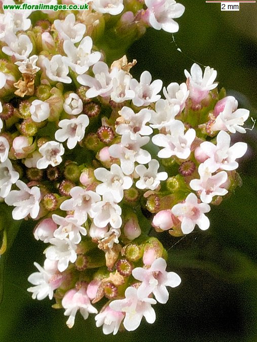 Valeriana dioica