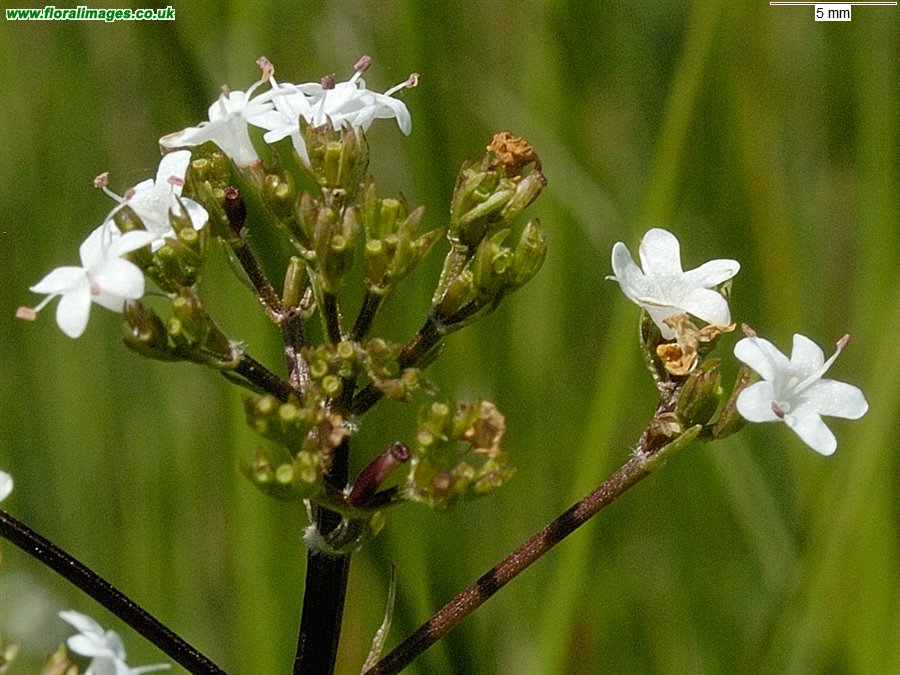 Valeriana dioica