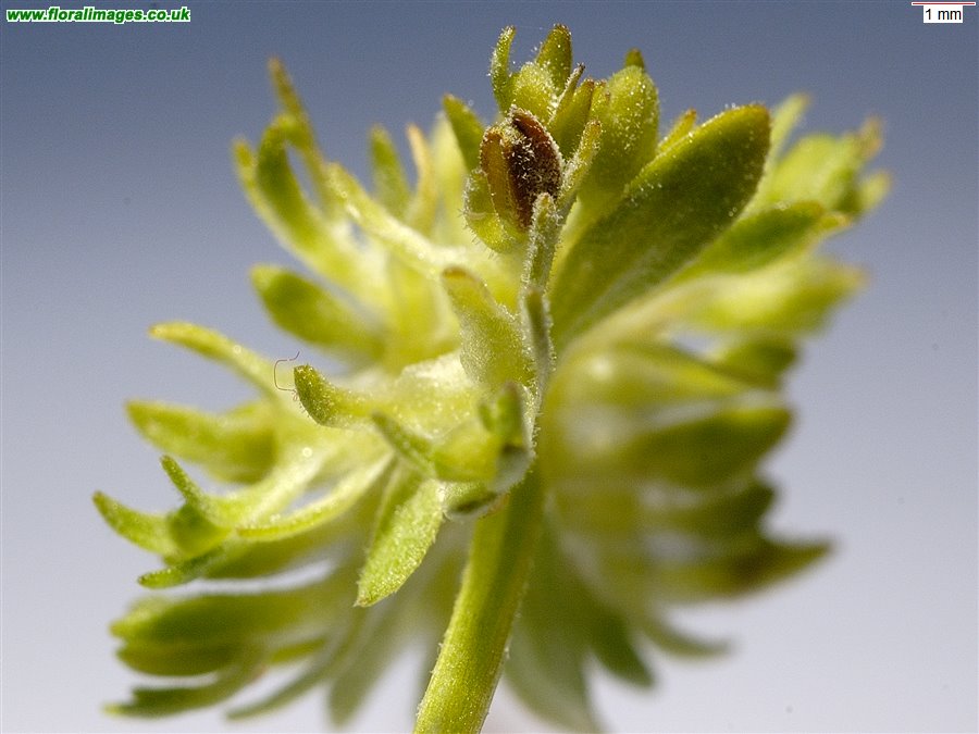Valerianella carinata