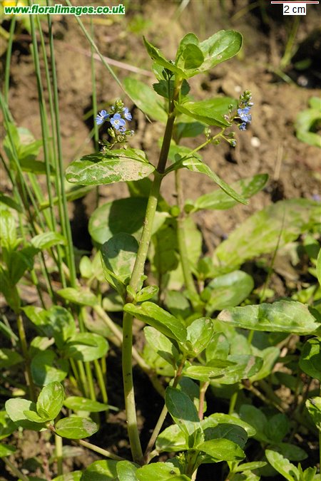 Veronica beccabunga