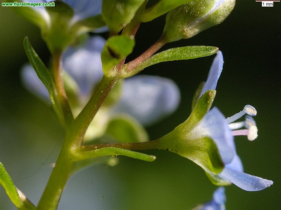 Veronica beccabunga
