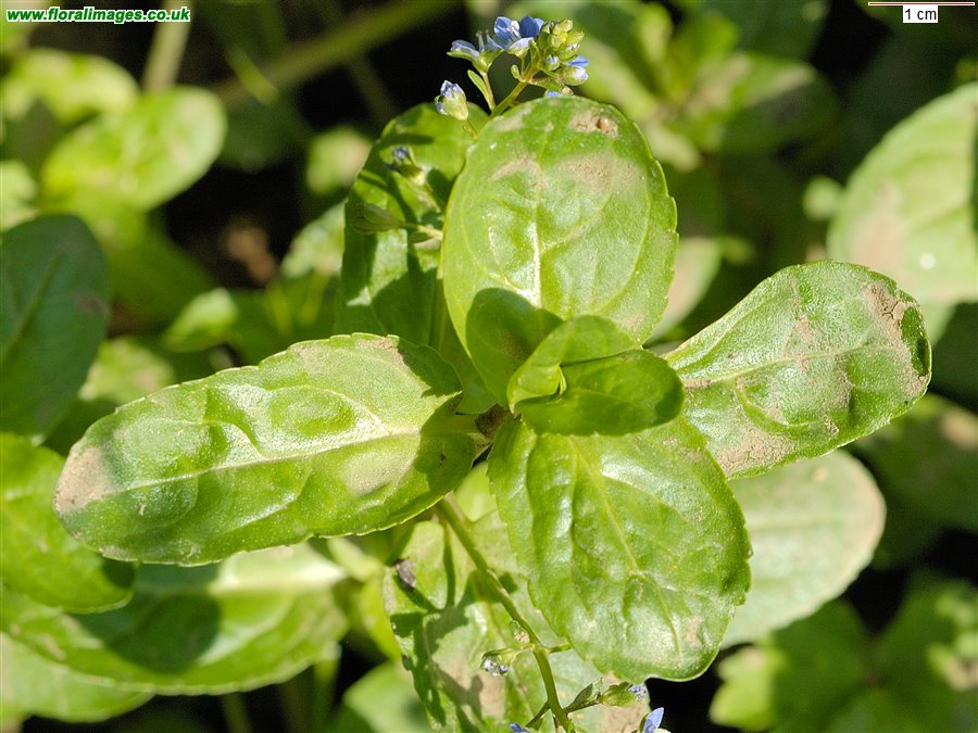Veronica beccabunga