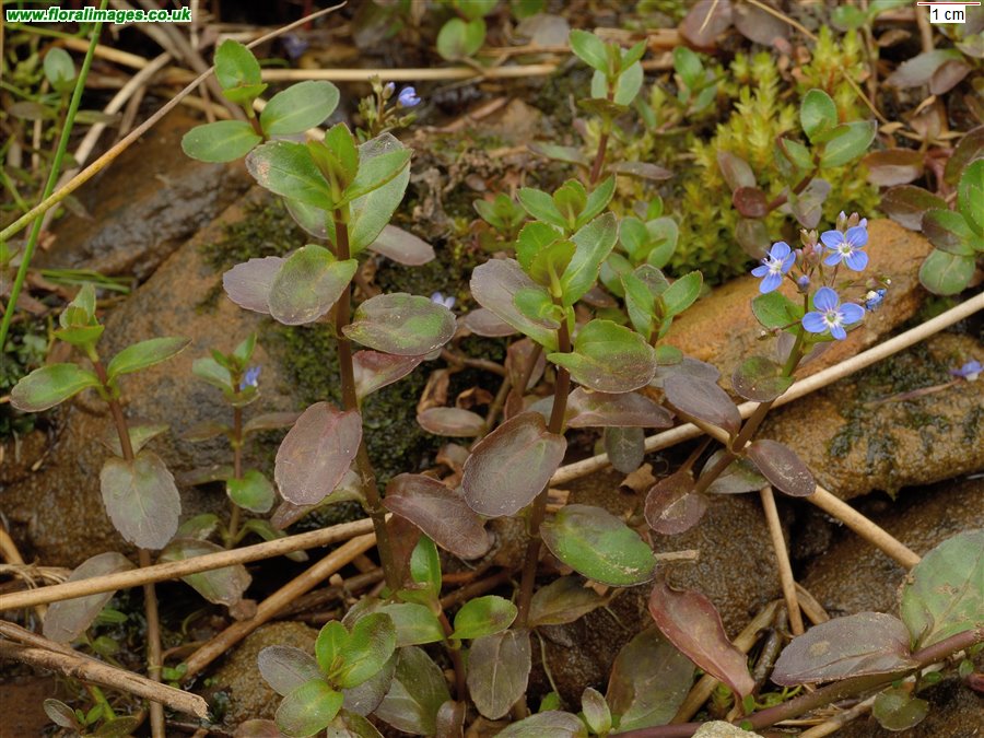 Veronica beccabunga