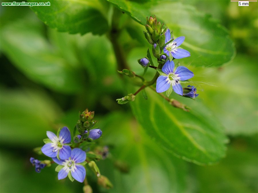 Veronica beccabunga