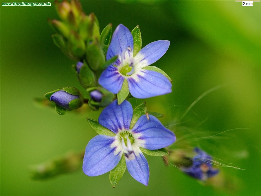 Veronica beccabunga