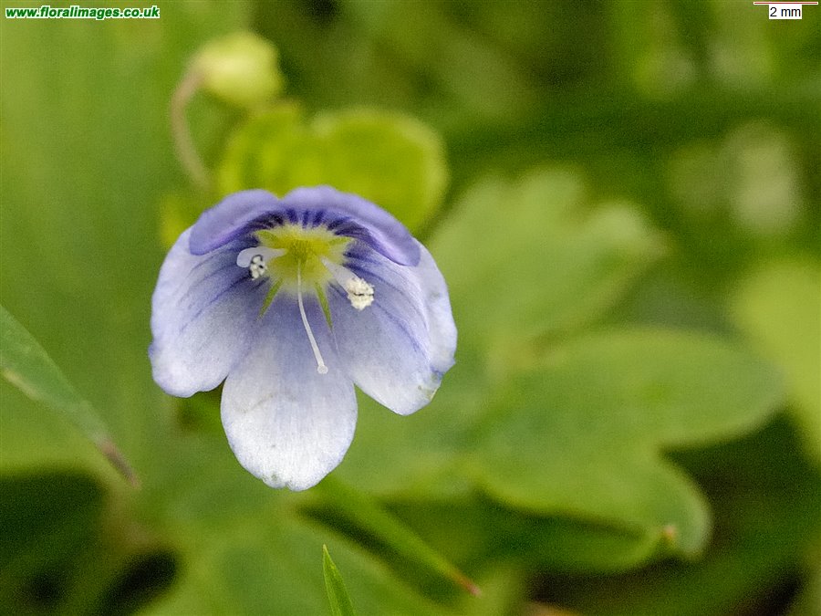 Veronica filiformis