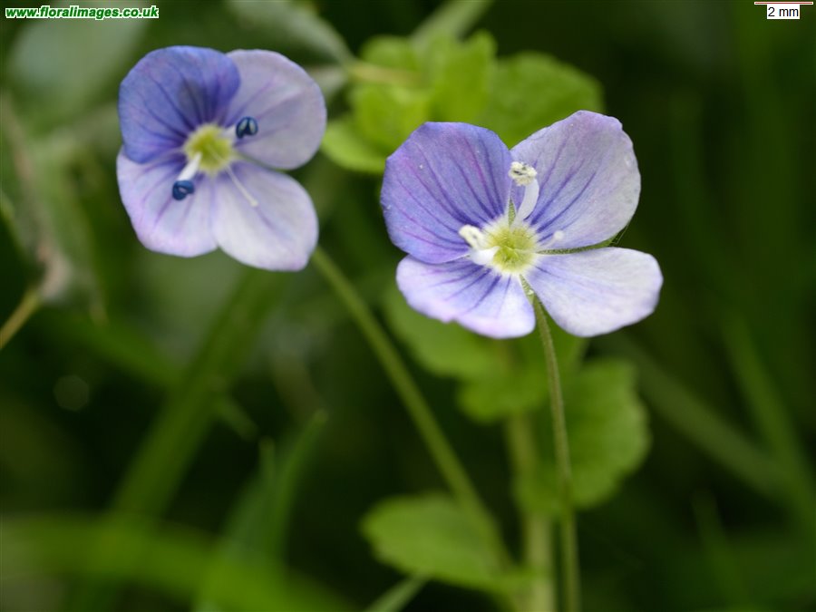 Veronica filiformis