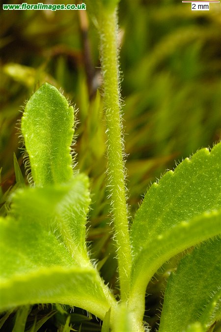 Veronica officinalis