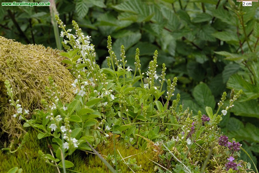 Veronica officinalis