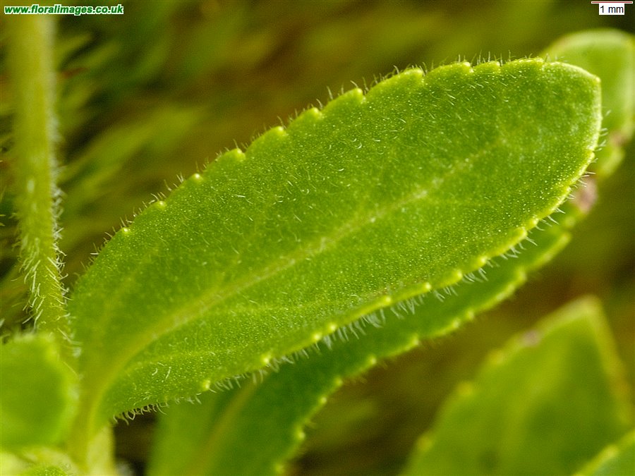 Veronica officinalis