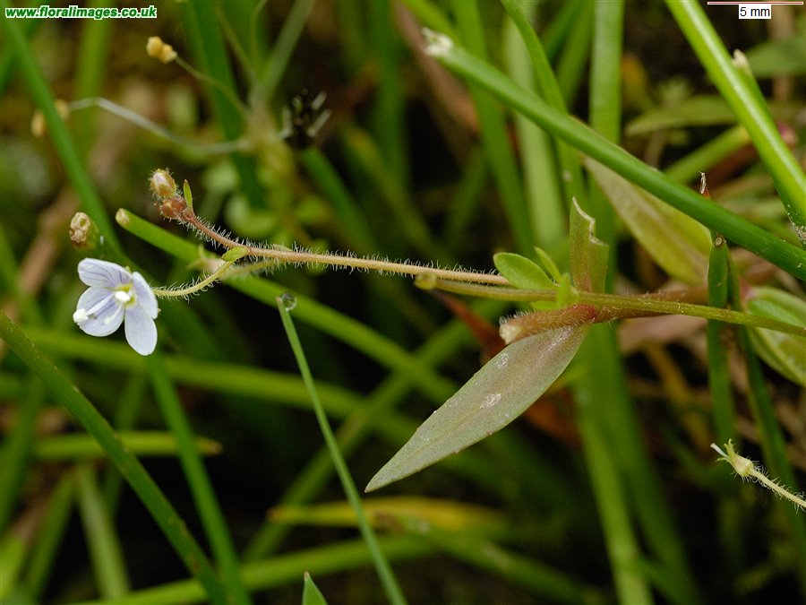 Veronica scutellata
