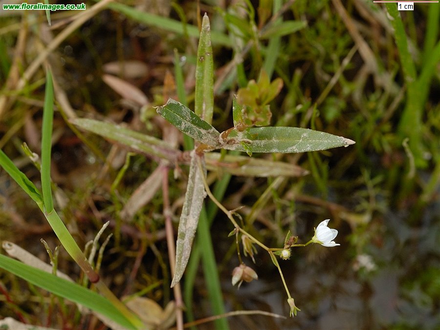 Veronica scutellata